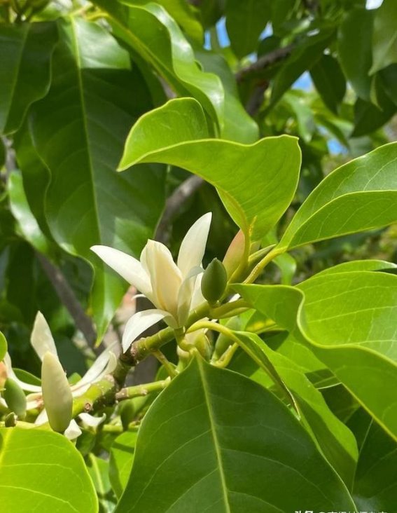 缅桂花：西双版纳的自然符号与文化象征