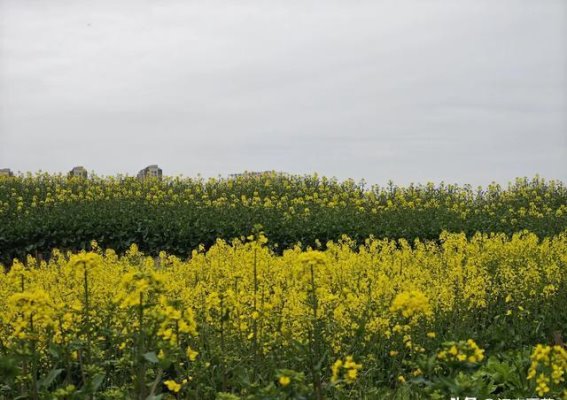 记录日常的美好时光：油菜花、书香与美味的一天
