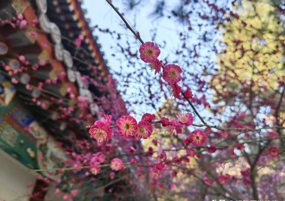 胆囊结石引发的Mirizzi综合征：从病因到治疗的全面解析