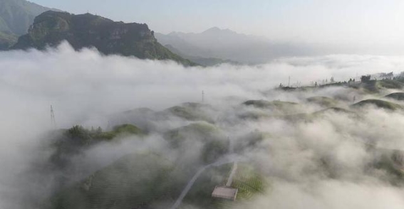 鹤峰：云海茶海交织的春日盛景