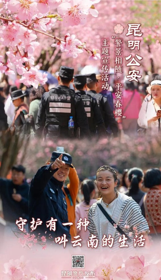 错过再等一年！昆明春日樱花盛宴等你来赏