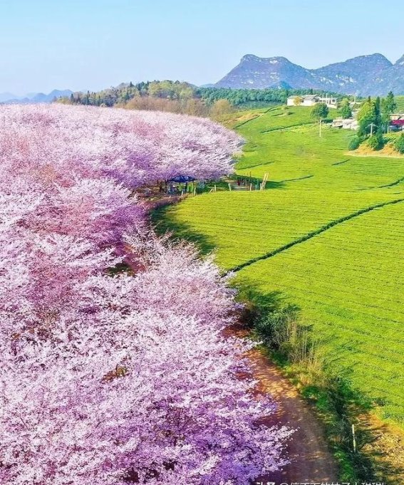 广东周边8个赏花地，2月去看最早的春天