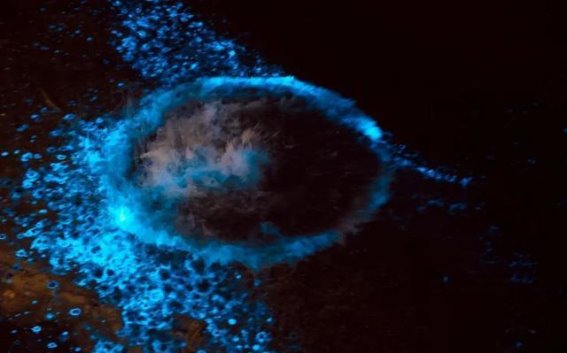 日照海边“蓝眼泪”再现，夜海幻境令人陶醉