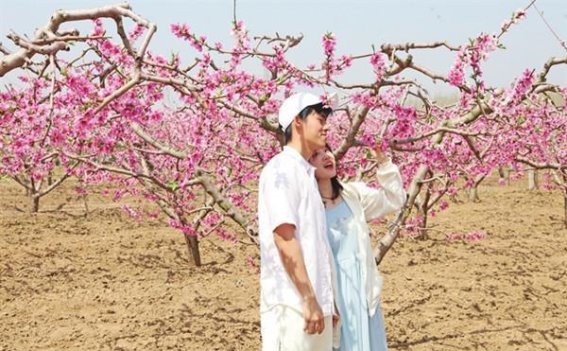 胶北桃花季：春意盎然，乡村振兴新篇章