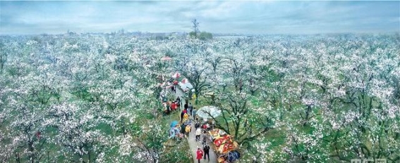 千年古砀郡，梨花满城春——第30届中国·砀山梨花节盛大开幕
