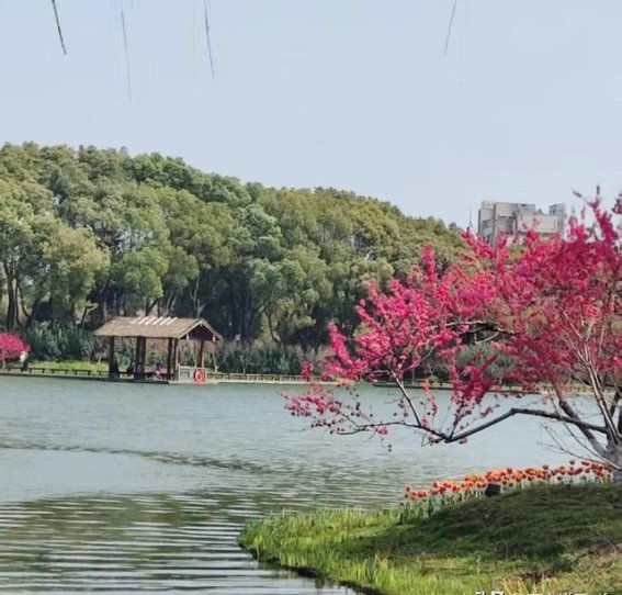 寻找心中的桃花源，在圩墩遗址公园邂逅春天